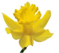 binderblumen200084noTxt